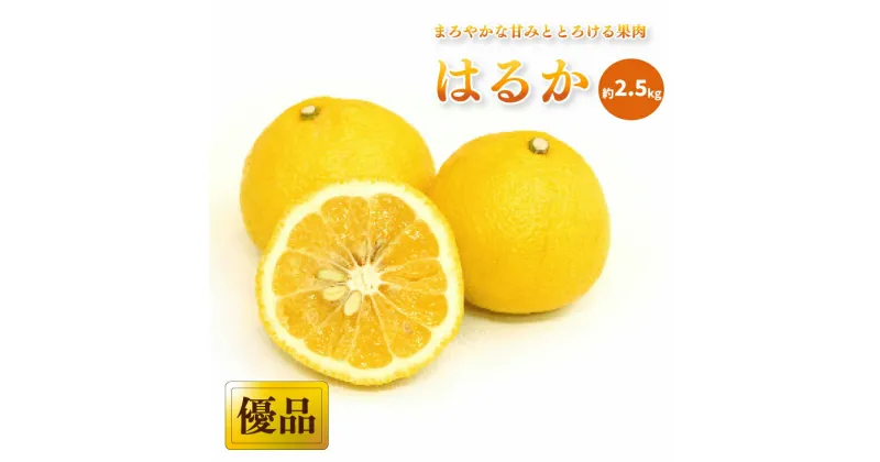 【ふるさと納税】 【2月中旬から発送】 はるか ＜ 優品 ＞約 2.5kg | 愛媛 みかん 先行予約 蜜柑 柑橘 果物 くだもの フルーツ お取り寄せ グルメ 期間限定 数量限定 人気 おすすめ 愛媛県 松山市