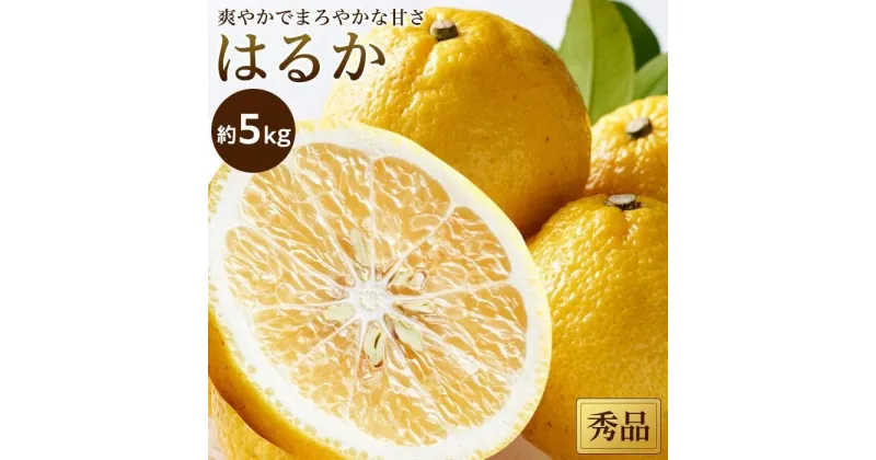 【ふるさと納税】 【2月中旬から発送】 はるか＜秀品＞約5kg | 愛媛 みかん 先行予約 蜜柑 柑橘 果物 くだもの フルーツ お取り寄せ グルメ 期間限定 数量限定 人気 おすすめ 愛媛県 松山市