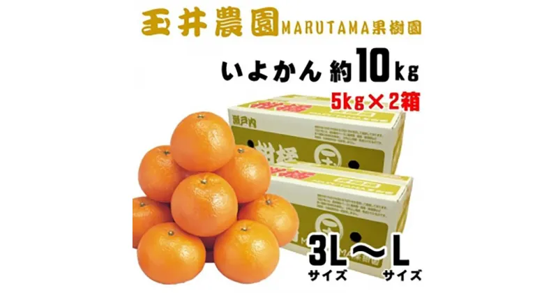 【ふるさと納税】 【先行予約】【2025年2月上旬頃発送】玉井農園のいよかん 10kg（3L?Lサイズ） | 愛媛 みかん 先行予約 蜜柑 柑橘 果物 くだもの フルーツ お取り寄せ グルメ 期間限定 数量限定 人気 おすすめ 愛媛県 松山市