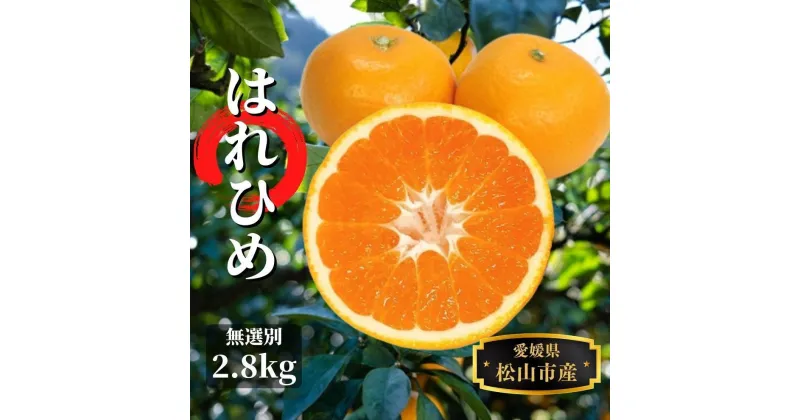 【ふるさと納税】はれひめ 無選別 2.8kg ＜12月から1月頭頃発送＞ | 愛媛 みかん 先行予約 蜜柑 柑橘 果物 くだもの フルーツ お取り寄せ グルメ 期間限定 数量限定 人気 おすすめ 愛媛県 松山市