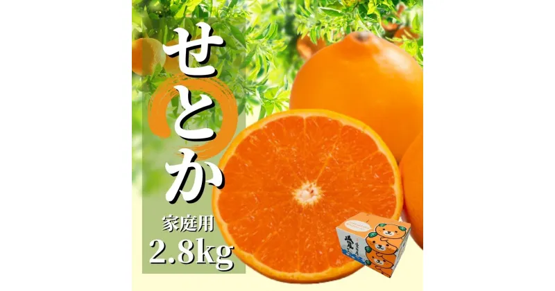 【ふるさと納税】せとか 家庭用 約2.8kg ＜2025年2月から3月頃発送＞ | 愛媛 みかん 先行予約 蜜柑 柑橘 果物 くだもの フルーツ お取り寄せ グルメ 期間限定 数量限定 人気 おすすめ 愛媛県 松山市