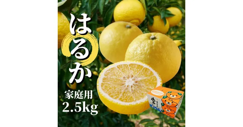 【ふるさと納税】【 はるか 】家庭用 約2.5kg ＜2025年2月から3月中旬頃発送＞ 愛媛 みかん 先行予約 蜜柑 柑橘 果物 くだもの フルーツ お取り寄せ グルメ 期間限定 数量限定 人気 おすすめ 愛媛県 松山市