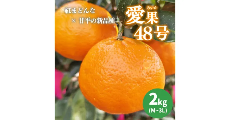 【ふるさと納税】 【3月下旬から発送】 あいか 愛果48号 2kg 家庭用 期間限定 愛媛県産 みかん 蜜柑 オレンジ 柑橘 果物 フルーツ 家庭用 おすすめ 愛媛県 松山市