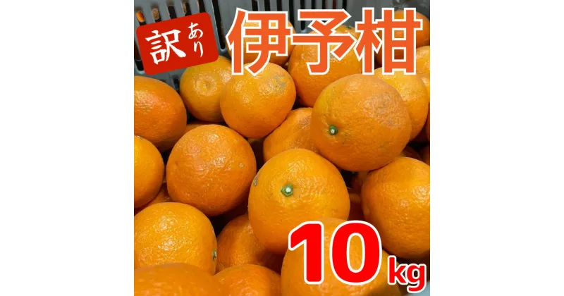 【ふるさと納税】【先行予約】 訳あり みかん 伊予柑 約10kg 【1月中旬~発送予定】 | 訳あり 伊予柑 みかん ミカン 蜜柑 柑橘 10キロ 果物 フルーツ 送料無料 愛媛県 松山市