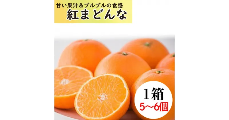 【ふるさと納税】 【11月下旬から発送】 紅まどんな1箱（5から6個入り）（ 紅まどんな 柑橘 フルーツ まどんな みかん 愛媛 みかん 紅まどんな 蜜柑 紅まどんな フジ・アグリフーズ）【FA0111】