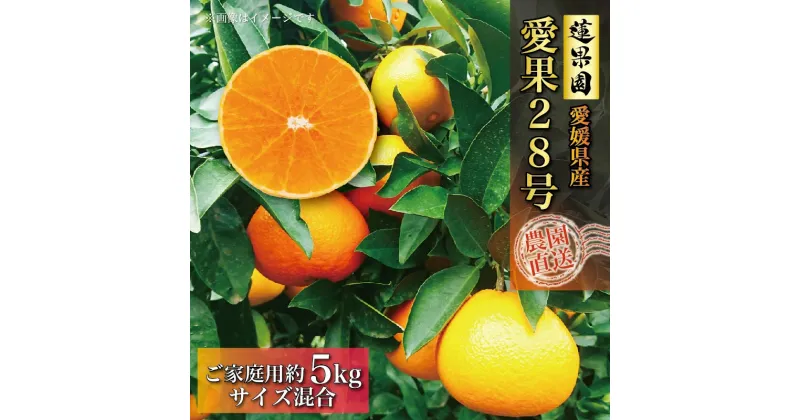 【ふるさと納税】 2024年12月中旬から発送 あいか 訳あり ご家庭用 5kg 愛果28号 | 高級 みかん 蜜柑 まどんな 柑橘 みかん 果物 くだもの フルーツ おすすめ 高級 人気 お取り寄せ グルメ ギフト 期間限定 数量限定 ご当地 愛媛県 松山市 【12月中旬～発送】 蓮果園