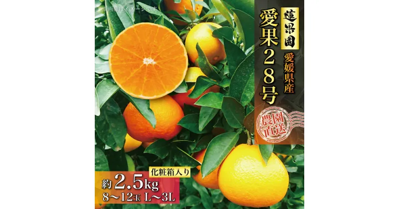 【ふるさと納税】 2024年12月上旬から発送 あいか ご贈答用 A品 2.5kg 化粧箱入り 愛果28号 | 高級 みかん 愛媛 まどんな 柑橘 果物 くだもの フルーツ おすすめ 人気 お取り寄せ グルメ ギフト 期間 数量 限定 松山市 蓮果園【12月上旬～発送】