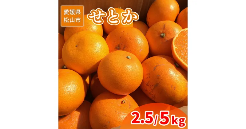 【ふるさと納税】 【2月中旬から発送】 ご家庭用 せとか 2.5kg または 5 kg | 訳あり 蜜柑 高級 果物 甘い フルーツ みかん ミカン オレンジ 柑橘 食べて応援 特産品 愛媛 松山