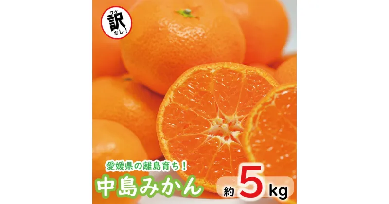 【ふるさと納税】みかん 約 5kg 中島みかん 青丸＜11月中旬～発送＞ みかん ミカン mikan 柑橘 フルーツ 果物 愛媛県 松山市 送料無料