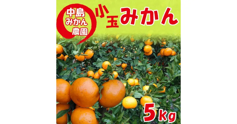 【ふるさと納税】 【2024年12月から発送】中島産 温州 みかん 小玉5kg 中島みかん農園｜先行予約 ミカン 蜜柑 温州 不揃い 柑橘 果物 フルーツ 松山 愛媛