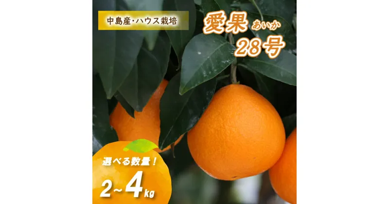 【ふるさと納税】 【12月から発送】 愛果28号 2kg ～ 4kg 数量選択可 あいか みかん 数量限定 みかん 愛媛県産 みかん 松山市 中島 みかん 旬 新鮮