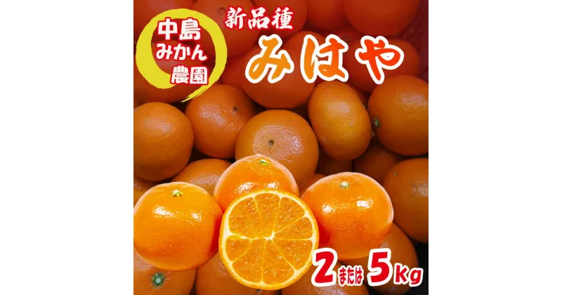 【ふるさと納税】【2024年12月から発送】 みはや 家庭用 2kg または 5kg 新品種 紅いダイヤ 数量選択可 中島みかん農園｜先行予約 みかん 蜜柑 柑橘 甘い 中島 温州 数量 限定 愛媛 松山