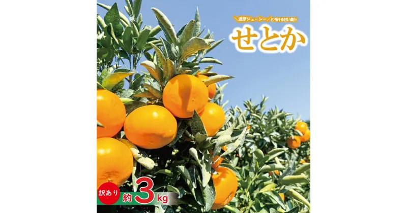 【ふるさと納税】 【愛媛県産】 訳あり せとか 約3kg ＜2月下旬～発送予定＞ 柑橘 みかん 果物 くだもの フルーツ おすすめ 高級 人気 お取り寄せ グルメ ギフト 期間限定 数量限定 ご当地 愛媛県 松山市