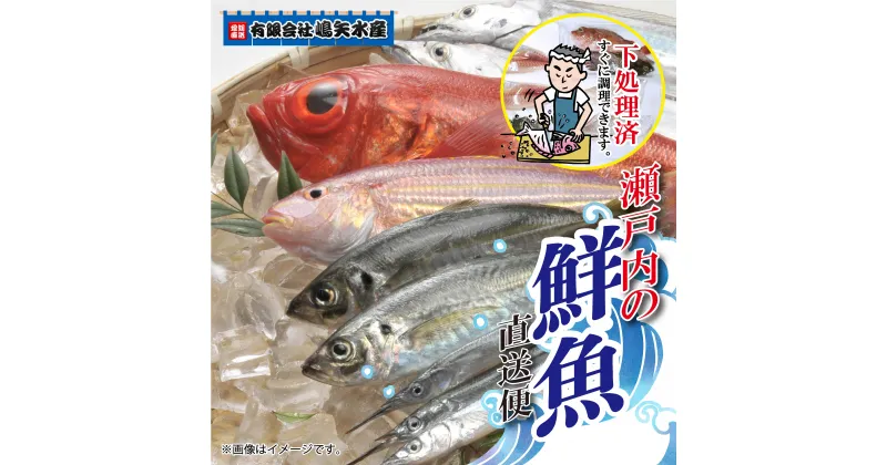 【ふるさと納税】 【嶋矢水産】 瀬戸内の鮮魚 直送便 下処理済み 産地直送 10000円 20000円 台 二人前 四人前 刺身 煮魚 焼き魚 瀬戸内海 愛媛 松山 老舗 魚 鯛 サワラ タチウオ 人気