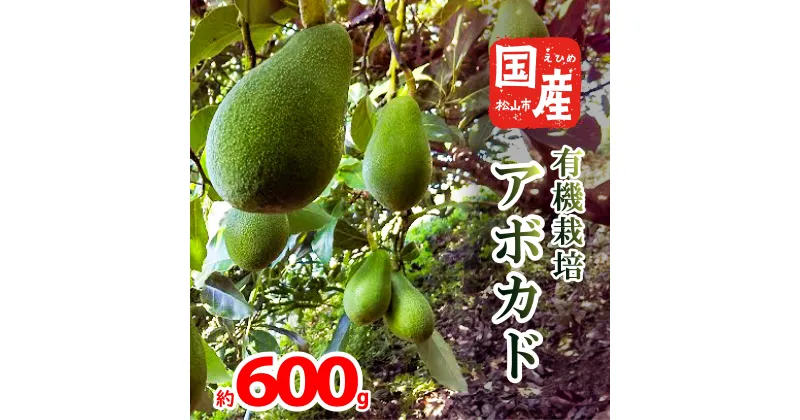 【ふるさと納税】 【家庭用】国産有機栽培アボカド 約600g 2 ～ 4 個 ＜11月中旬～発送予定＞ サラダ 料理 果物 ヘルシー アボガド ダイエット ミネラル 森のバター ヴィ－ガン 栄養 国産 愛媛 松山