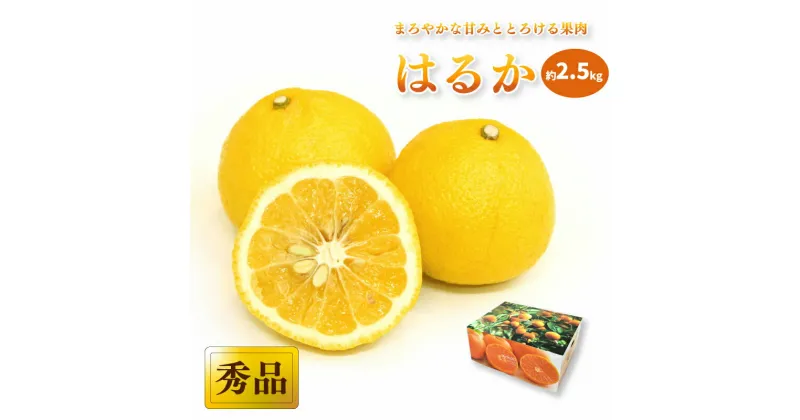 【ふるさと納税】 はるか ＜秀品＞ 約 2.5kg (M-Lサイズ) ギフトBOX入り | みかん はるか 秀品 はるか 柑橘 はるか みかん はるか 贈答 はるか みかん 贈答箱 愛媛県 松山市 ココオ Koko’o