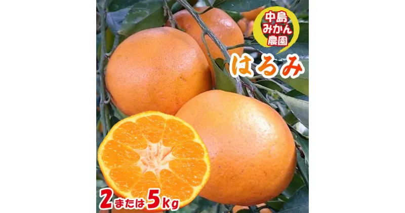 【ふるさと納税】【2025年3月から発送】 はるみ 小玉 2kg または 5kg 中島みかん農園｜ 先行予約 蜜柑 みかん 小粒 わけあり 訳あり 甘い 柑橘 愛媛 糖度 数量 限定 愛媛 松山