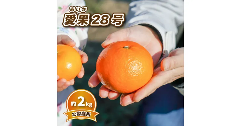 【ふるさと納税】 【12月中旬から発送】 愛果28号 (家庭用) 約2kg | 予約販売 みかん 柑橘 あいか 早期予約 蜜柑 みかん 愛媛県 松山市