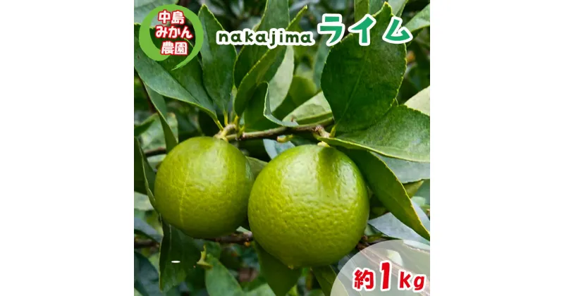 【ふるさと納税】 【2024年10月から発送】ライム 1kg 中島みかん農園｜柑橘 果汁酸味 果物 くだもの 果実 国産 フルーツ 有名 愛媛 松山 瀬戸内 ビタミン 美味しい 生産者 直送 産直 無添加 ライムサワー ジュース チューハイ