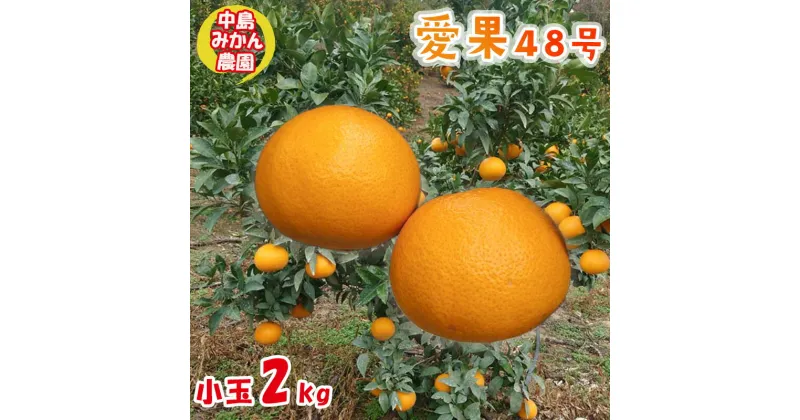 【ふるさと納税】【2025年3月から発送予定】 愛果48号 小玉 2kg 愛媛県 中島産 |あいか 家庭用 先行予約 高級 蜜柑 ミカン みかん ジューシー 甘い 柑橘 人気 お取り寄せ 期間 数量 限定 愛媛 松山