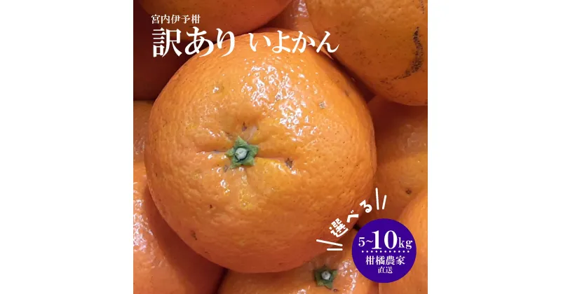 【ふるさと納税】 【訳あり】 数量限定 伊予柑 5kg または 10kg 柑橘 果物 くだもの フルーツ お取り寄せ グルメ 期間限定 人気 おすすめ 愛媛県 松山市