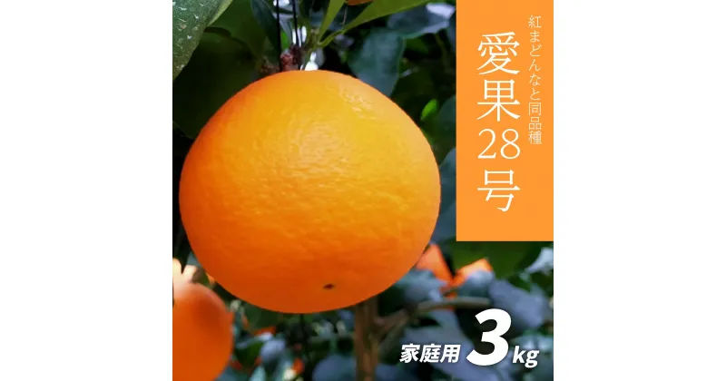 【ふるさと納税】 【先行予約】愛果28号 家庭用 3kg 先行予約 愛媛 柑橘 果物 くだもの フルーツ お取り寄せ グルメ 期間限定 人気 おすすめ 愛媛県 松山市 紅まどんな と同品種