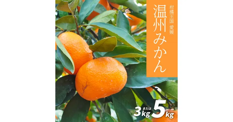 【ふるさと納税】 【先行予約】温州みかん 3kg または 5kg 先行予約 愛媛 柑橘 果物 くだもの フルーツ お取り寄せ グルメ 期間限定 人気 おすすめ 愛媛県 松山市