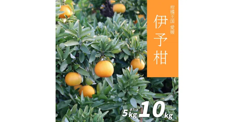 【ふるさと納税】 【先行予約】伊予柑 5kg または 10kg 先行予約 愛媛 柑橘 果物 くだもの フルーツ お取り寄せ グルメ 期間限定 人気 おすすめ 愛媛県 松山市