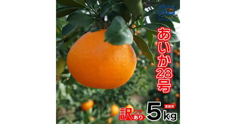 【ふるさと納税】 訳あり あいか 家庭用 5kg ｜産地直送 国産 柑橘 期間限定 数量限定 ご当地 愛媛県 松山市