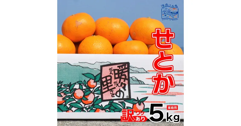 【ふるさと納税】 訳あり せとか 家庭用 5kg ｜産地直送 国産 柑橘 期間限定 数量限定 ご当地 愛媛県 松山市