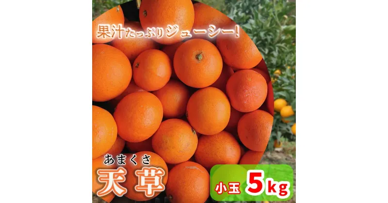 【ふるさと納税】【1月から発送予定】天草 小玉 5kg 愛媛県 中島産 | 家庭用 先行予約 蜜柑 ミカン みかん 甘い 濃厚 柑橘 人気 お取り寄せ 期間 数量 限定 愛媛 松山 中島みかん農園