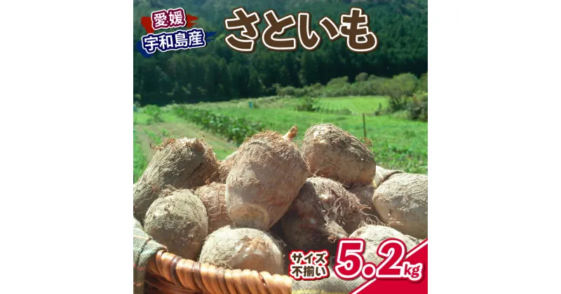 【ふるさと納税】 里芋 5.2kg 根菜 さといも サイズ 不揃い ねっとり もちもち やわらか 御槇米生産協議会 芋 いも 煮付け 芋炊き 芋煮 野菜 農家直送 産地直送 数量限定 国産 愛媛 宇和島 F012-018001