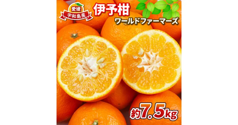 【ふるさと納税】 みかん 伊予柑 7.5kg ワールドファーマーズ 先行予約 いよかん 蜜柑 mikan 愛媛みかん 愛媛蜜柑 愛媛ミカン 柑橘 果物 くだもの 愛媛県産 ミカン 宇和島みかん 吉田みかん フルーツ 数量限定 産地直送 農家直送 数量限定 国産 愛媛 宇和島 B012-024006