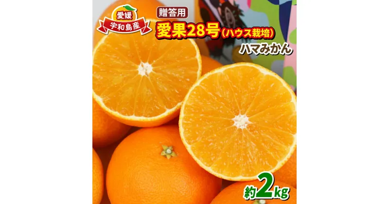 【ふるさと納税】 愛果28号 贈答用 2kg ハウス栽培 先行予約 ハマみかん ハウスみかん 果物 くだもの フルーツ 柑橘 みかん 高級 ブランド ゼリー プルプル 甘い 限定 品種 蜜柑 mikan 愛媛蜜柑 愛媛みかん 農家直送 産地直送 数量限定 国産 愛媛 宇和島 B018-075005