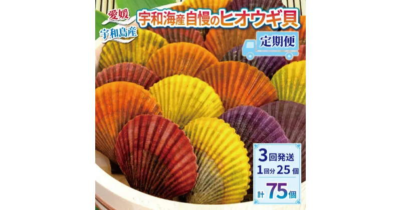 【ふるさと納税】 海の幸 ヒオウギ 貝 25個 × 3回 定期便 羽根 BBQ 網焼き ホタテ 二枚貝 貝柱 檜扇貝 ヒオウギ貝 海鮮 海産物 海 特産品 うま味 旨味 おつまみ アヒージョ チーズ バター醤油 焼き アウトドア キャンプ カラフル 産地直送 国産 愛媛 宇和島 D030-110005