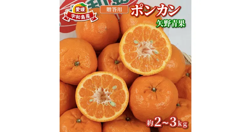 【ふるさと納税】 贈答用 ポンカン 2 ~ 3kg 矢野青果 みかん 柑橘 果物 くだもの フルーツ 濃厚 甘い 甘味 蜜柑 贈答品 贈答 ギフト プレゼント 産地直送 農家直送 数量限定 国産 愛媛 宇和島 B012-171008