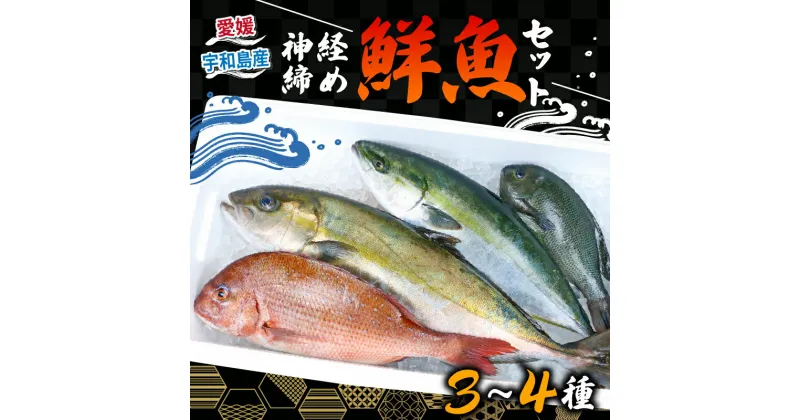 【ふるさと納税】 鮮魚 セット 神経締め 宇和海産 3 ～ 4種 こもこもShop 鮮魚詰合せ 神経〆 まるごと タイ カンパチ ハマチ シマアジ 養殖 刺身 お刺身 お刺し身 刺し身 人気 鯛 鯛めし 塩焼き 煮付け 焼き魚 アレンジ 新鮮 産地直送 冷蔵 国産 愛媛 宇和島 D050-186002