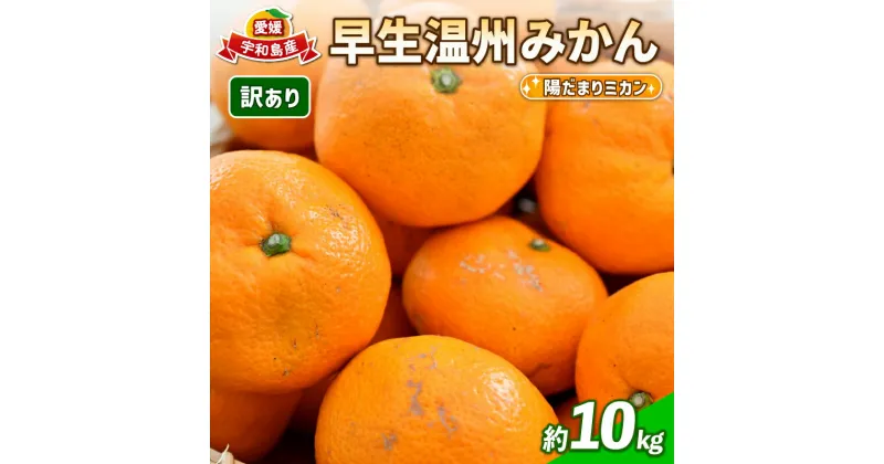 【ふるさと納税】 訳あり 愛媛 みかん 早生 温州 10kg 陽だまりミカン 早生温州 早生みかん 温州みかん 果物 くだもの 愛媛みかん 愛媛ミカン 愛媛蜜柑 訳アリ 訳あり品 訳有り わけあり 愛媛産 フルーツ 柑橘 蜜柑 農家直送 産地直送 数量限定 国産 愛媛 宇和島 B010-050006