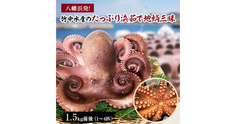 【ふるさと納税】八幡浜発!竹中水産のたっぷり「浜茹で地蛸」三昧!1.5kg前後【F22-189】_ たこ タコ 地たこ 蛸 地蛸 浜ゆで 魚介 魚介類 海鮮 天然 茹で 新鮮 刺身 冷蔵 サラダ 食べ応え 活き 【配送不可地域：離島】【1043154】