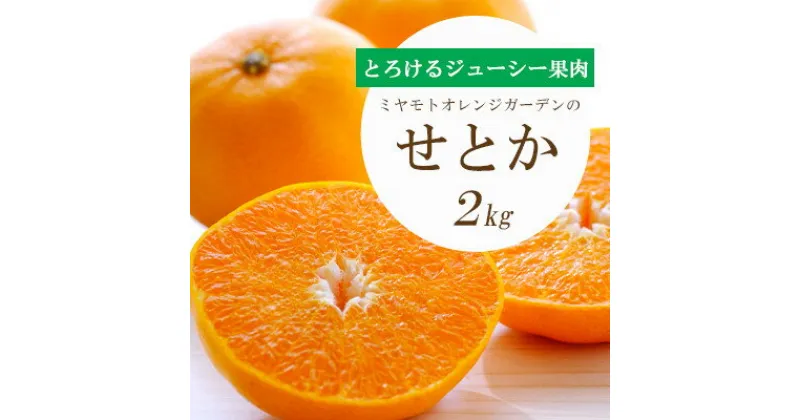 【ふるさと納税】【2025年2月以降発送】とろける濃厚果肉 せとか2kg 愛媛県八幡浜産【C25-37】_ みかん ミカン 愛媛県 フルーツ 果物 くだもの 柑橘 かんきつ 人気 産地直送 産直 ジューシー 甘い 果汁 糖度 甘い 人気 贈答 ギフト プレゼント 濃厚 【1044414】