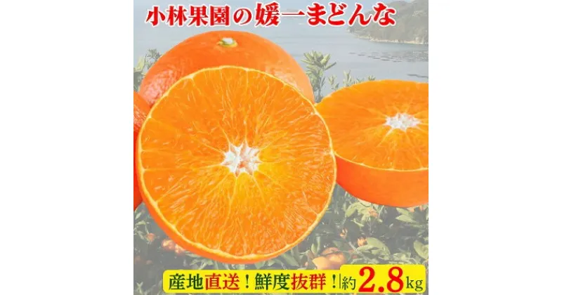 【ふるさと納税】小林果園の 媛一まどんな (約2.8kg)【C24-16】_ みかん ミカン 蜜柑 柑橘類 柑橘 フルーツ 果物 くだもの まどんな マドンナ 人気 美味しい 愛媛県 八幡浜市 ふるさと 【1124422】