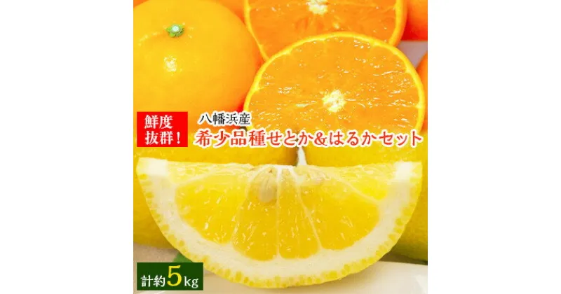 【ふるさと納税】小林果園のせとか&はるかセット(各約2.5kg入)【C24-23】【1124429】