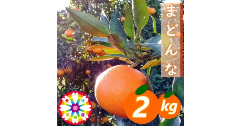 【ふるさと納税】愛咲果樹園「 まどんな 」約2kg 【C71-9】_ ミカン みかん マドンナ 2kg 常温 フルーツ 果物 くだもの 家庭用 人気 柑橘 かんきつ 愛媛 旬 産地直送 産直 季節限定 高級 贈答 ギフト 限定 芳醇 甘い 【1339051】