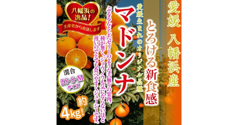 【ふるさと納税】2024年11月発送開始　ぷるぷる新食感「マドンナ」約4kg　【C39-31】_ みかん 蜜柑 ミカン まどんな ゼリー のような食感 柑橘 かんきつ 愛媛 国産 送料無料 フルーツ 果物 くだもの 箱 小玉 愛媛みかん 【1149494】