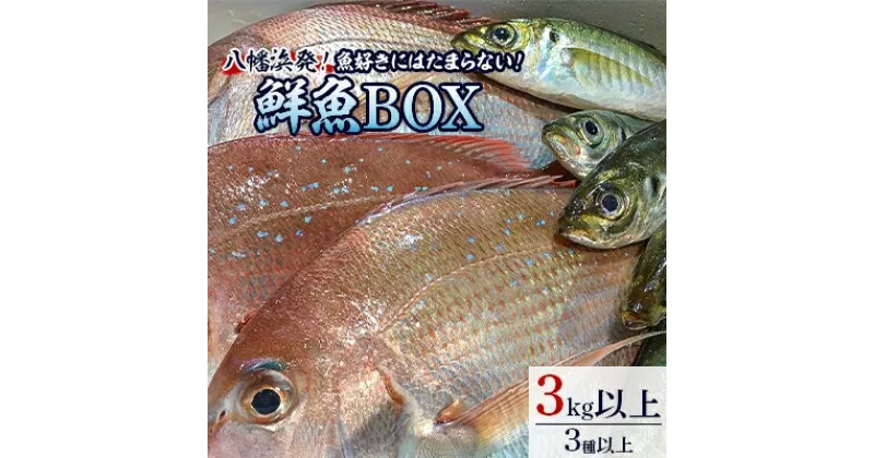 【ふるさと納税】竹中水産の八幡浜発!「魚好きにはたまらない!鮮魚BOX」【F22-135】_ 鮮魚 天然 魚介 魚介類 海鮮 冷蔵 活き 詰合せ セット 食べ比べ 愛媛 八幡浜 産直 産地直送 国産 【配送不可地域：離島・北海道・沖縄県】【1043165】