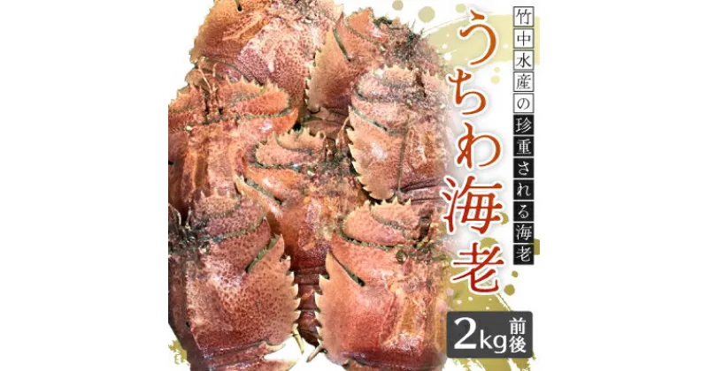 【ふるさと納税】 うちわ海老 2kg 前後 刺身 竹中水産 海老 エビ えび ギフト プレゼント 贈り物 送料無料 【H22-253】【配送不可地域：離島・北海道・沖縄県・東北・関東・信越、北陸・東海・九州】【1073910】