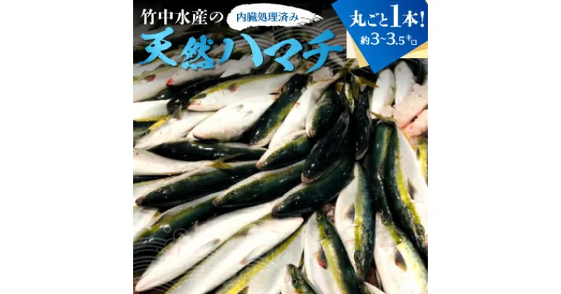 【ふるさと納税】 竹中水産の「天然ハマチ」丸ごと1本!(約3キロ～3.5キロサイズ)内臓処理済み【F22-257】【配送不可地域：離島・北海道・沖縄県】【1075509】