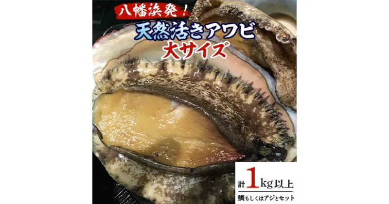 【ふるさと納税】八幡浜発!竹中水産の「アワビ三昧大サイズ」600g(鯛もしくはアジとセット)　【H22-212】_ 鮑 あわび アワビ 活きあわび 魚介 魚介類 海鮮 天然 活き 鮮魚 刺身 冷蔵 大サイズ セット 食べ比べ BBQ 【配送不可地域：離島・北海道・沖縄県】【1043108】