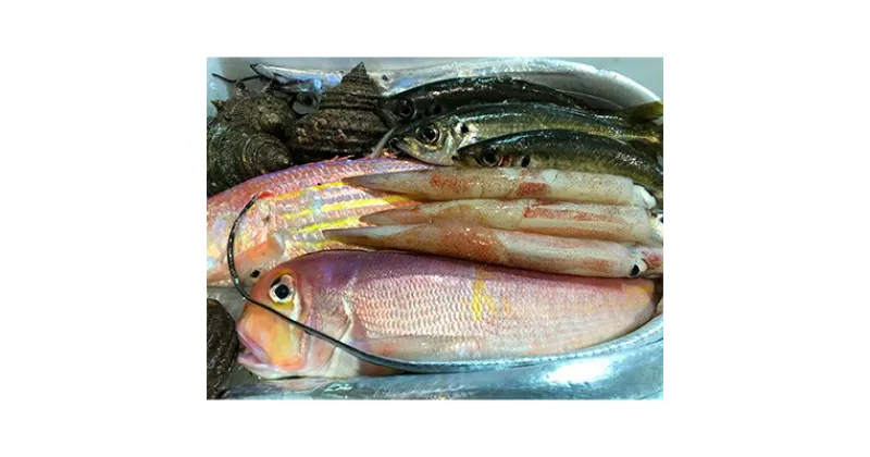 【ふるさと納税】竹中水産の「豪華鮮魚ボックス約4キロ」!【H22-234】【配送不可地域：離島、北海道、沖縄県】【1070934】