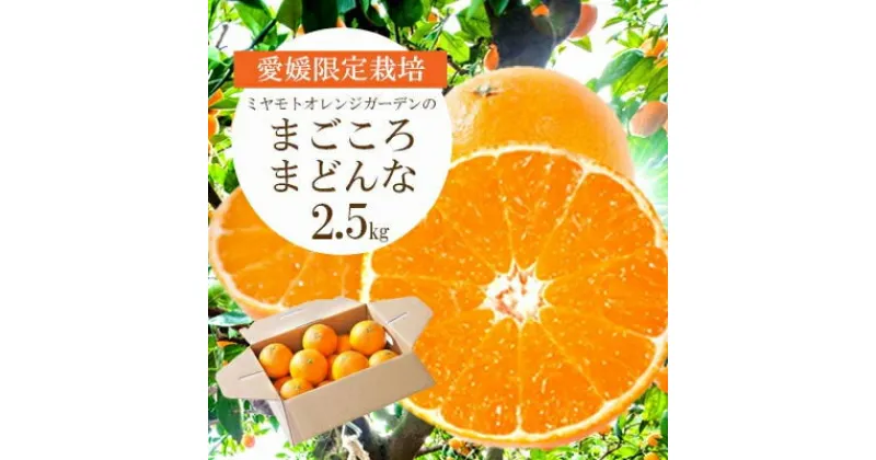 【ふるさと納税】愛媛限定栽培柑橘 紅まどんなと同品種 まどんな(愛媛果試28号)2.5kg【C25-128】_ まどんな マドンナ 柑橘類 柑橘 みかん ミカン オレンジ フルーツ 果物 くだもの 人気 美味しい ギフト 贈答 プレゼント 希少【1166249】